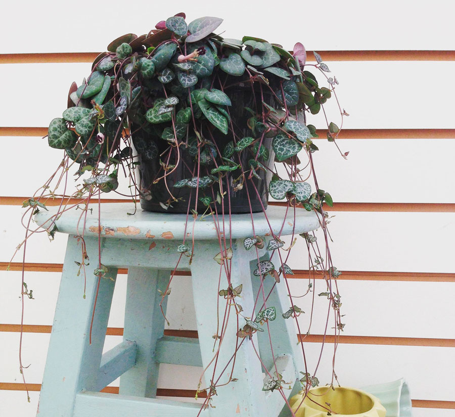 Топ-5 невибагливих кімнатних рослин для квартири. Запам'ятайте ці назви