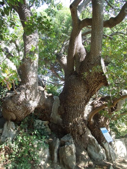 Де росте і як виглядає найстаріше дерево України, якому 2000 років