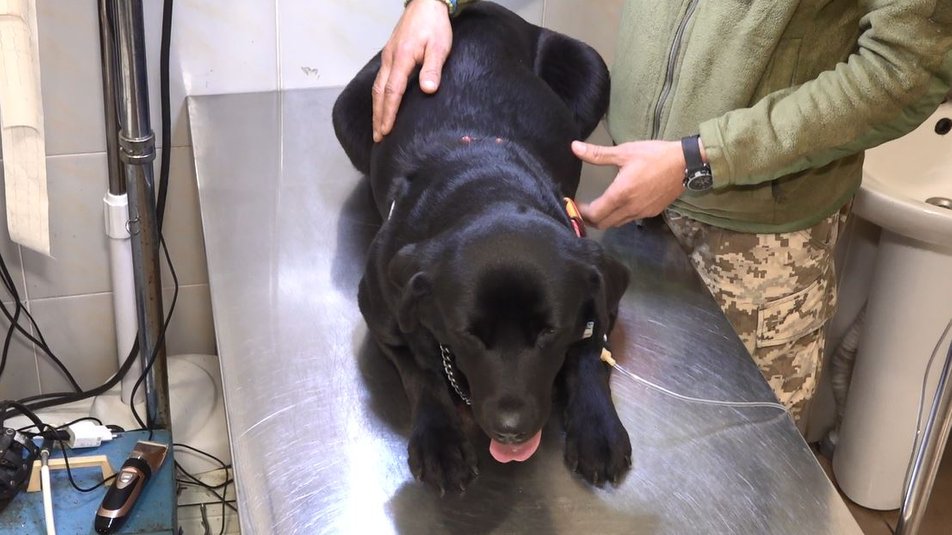 У Черкасах прооперували поранену собаку Єву, яку боєць ЗСУ 12 годин віз із Лимана