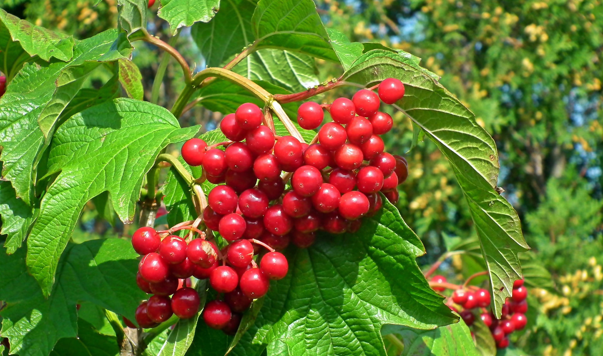 Какие деревья и кусты нельзя сажать возле дома, а какие - нужно