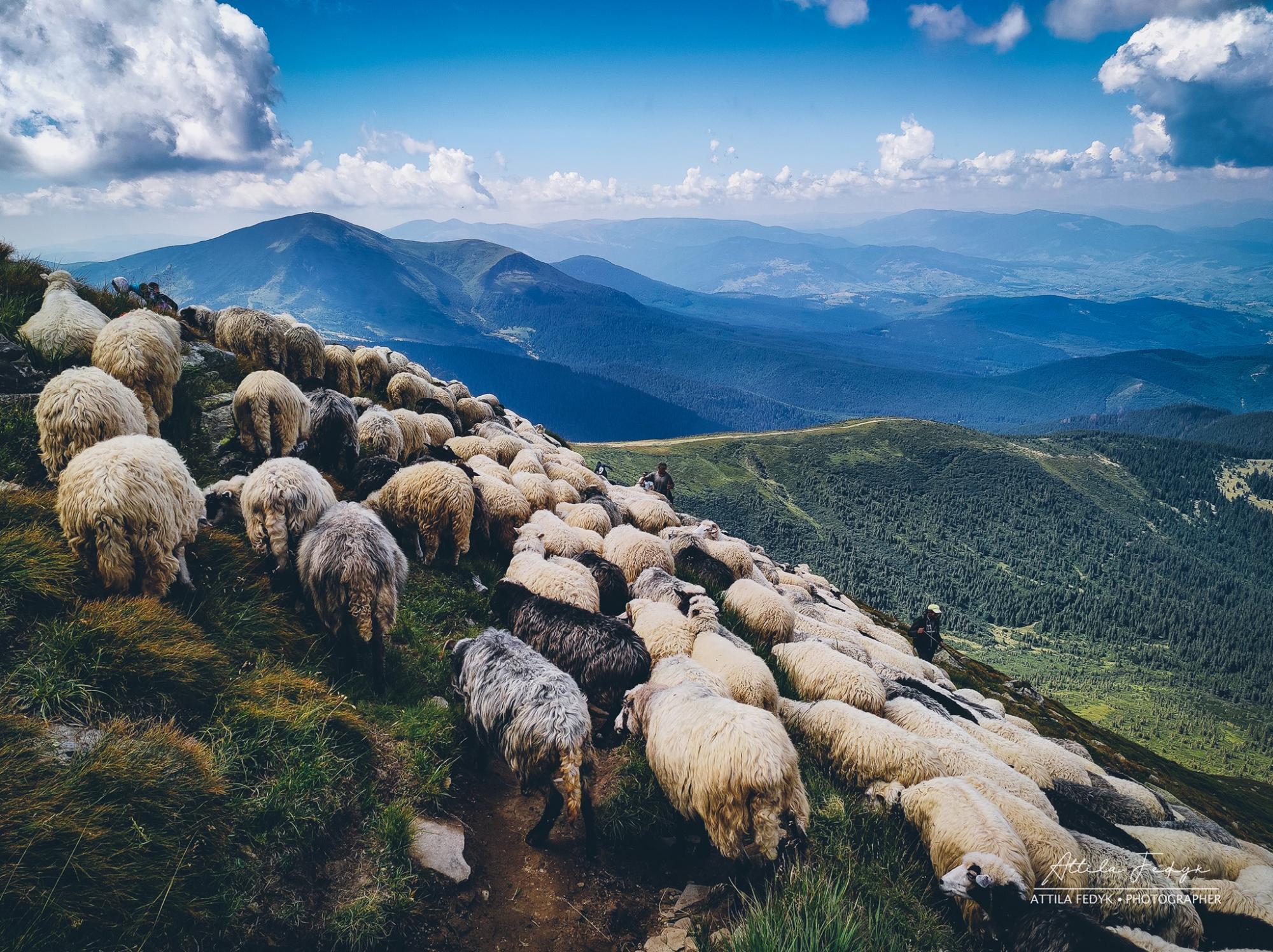 Краса Карпат: у мережі показали приголомшливе фото зі схилів Говерли