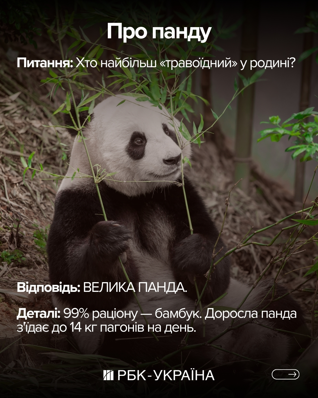 Правда чи міф: 10 фактів про ведмедів, у які ми вірили з дитинства
