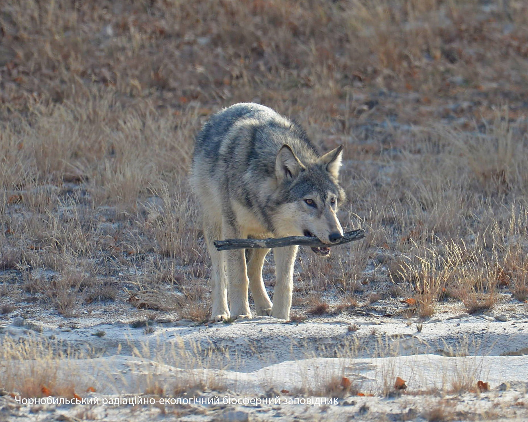 Від зони відчуження до зони відродження: думки фахівців з різних сфер про майбутнє Чорнобиля
