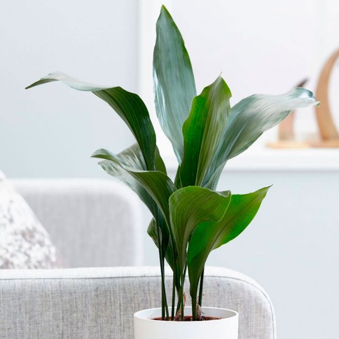 5 рослин, які ідеально підходять для дитячої кімнати