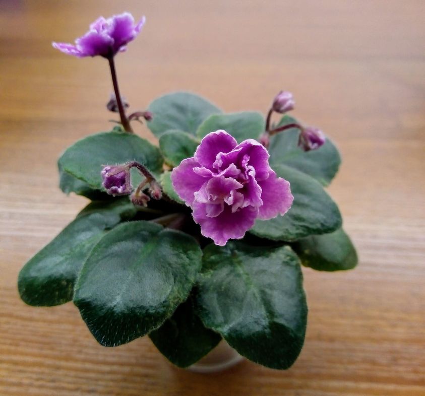 Как вырастить дома сортовые фиалки, как на выставке: секреты профессионалов