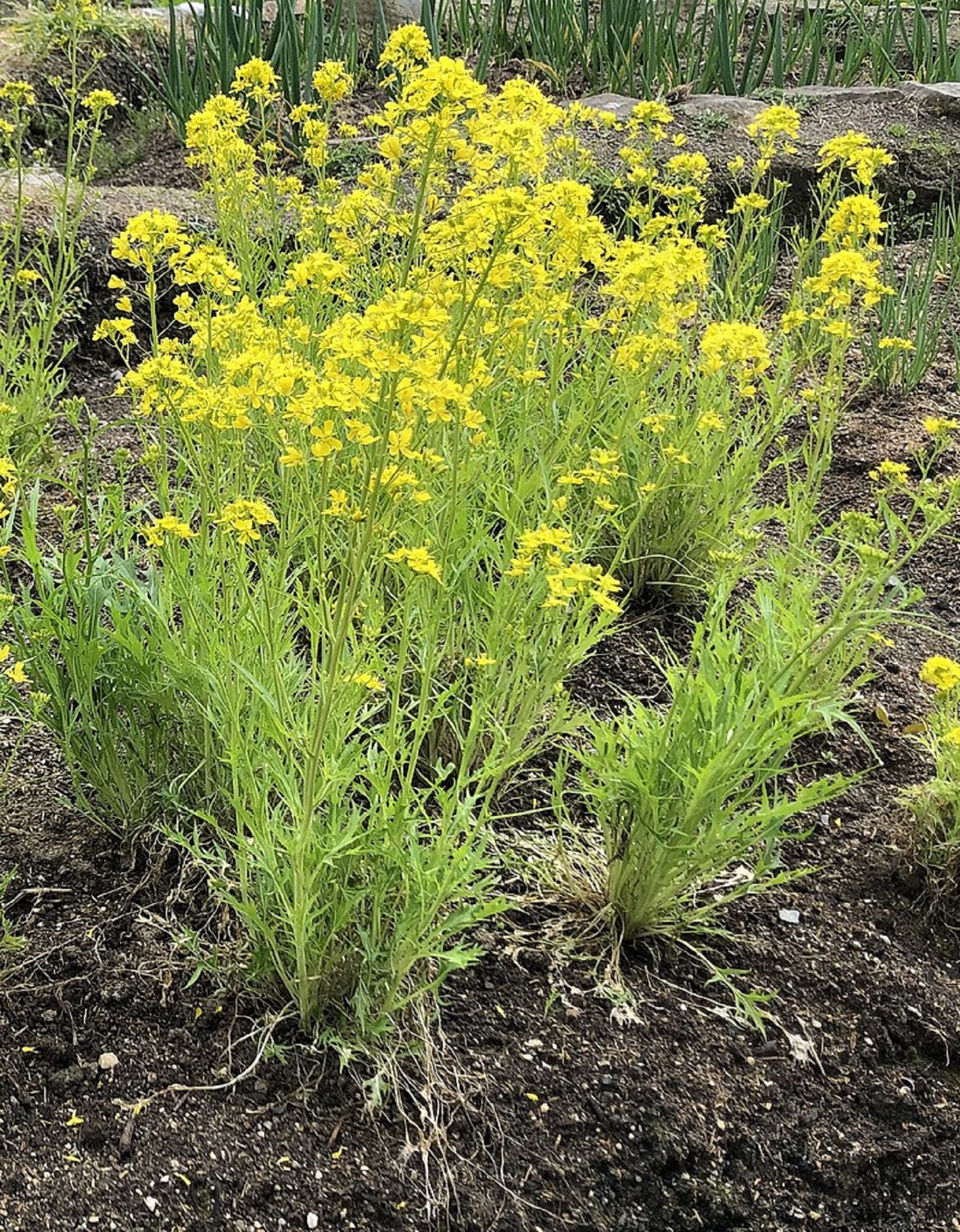 Невибаглива, урожайна та дуже корисна: як за 30 днів виростити японську капусту мізуну