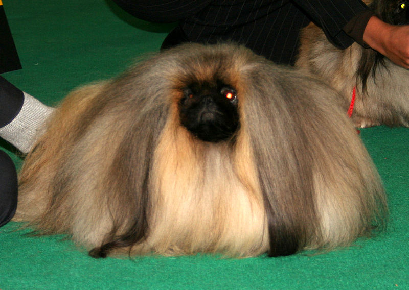 5 унікальних порід собак, родом із Китаю