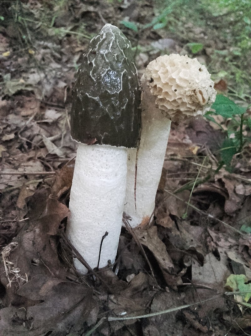 Карпатський гриб-рекордсмен, який росте швидке за бамбук (фото)