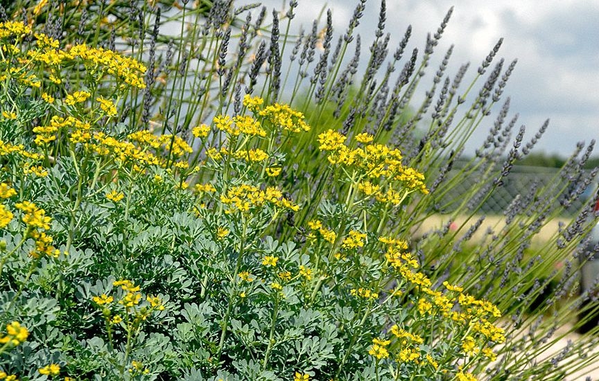 Маковея 2022: как правильно собрать букет-оберег, чтобы защитить дом на целый год