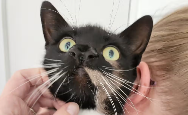 "Справжня рідкість": у Британії знайшли кота з двома носами (фото)