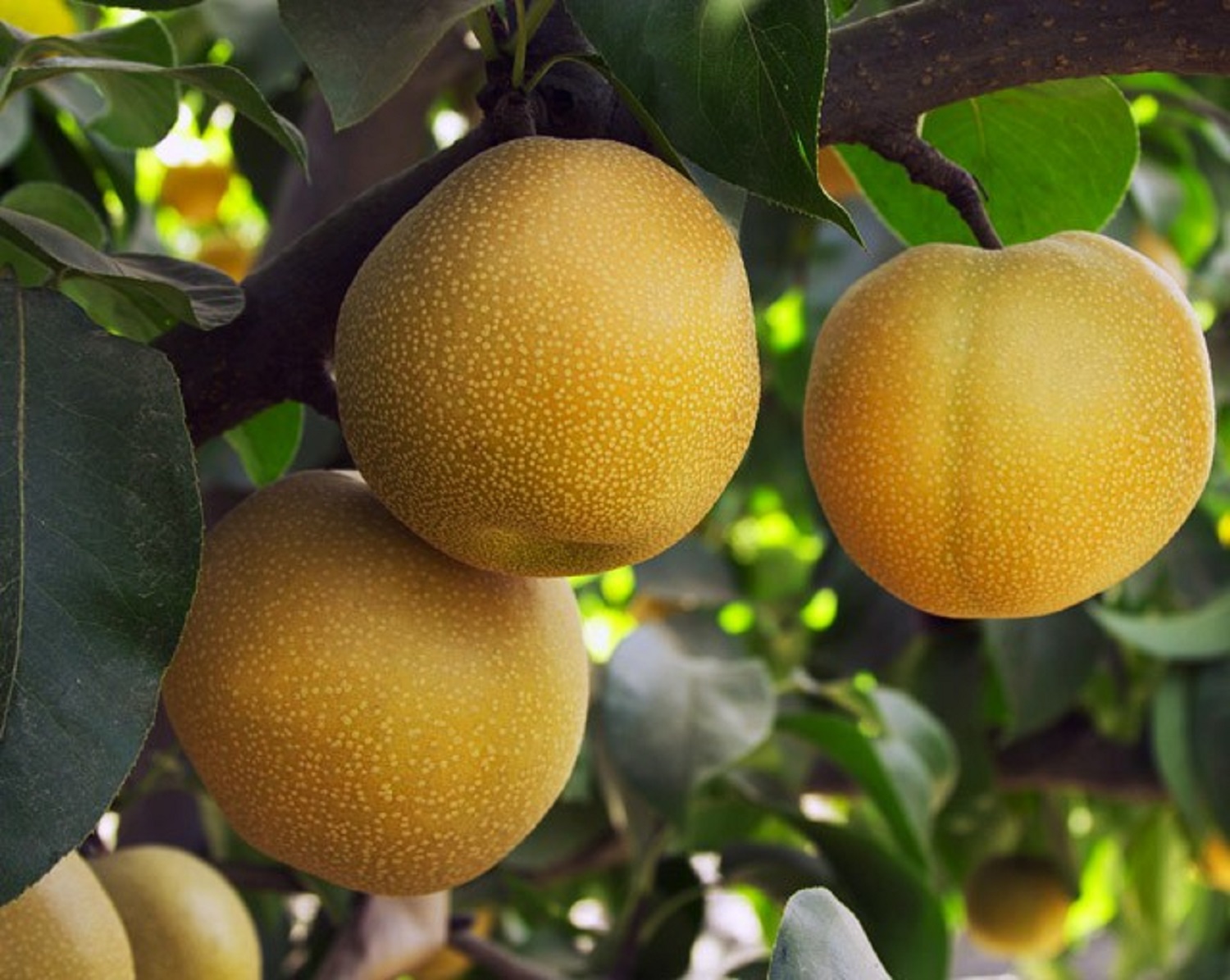 5 найдивніших гібридів овочів та фруктів, які реально вирощують. Ви б наважились це їсти?