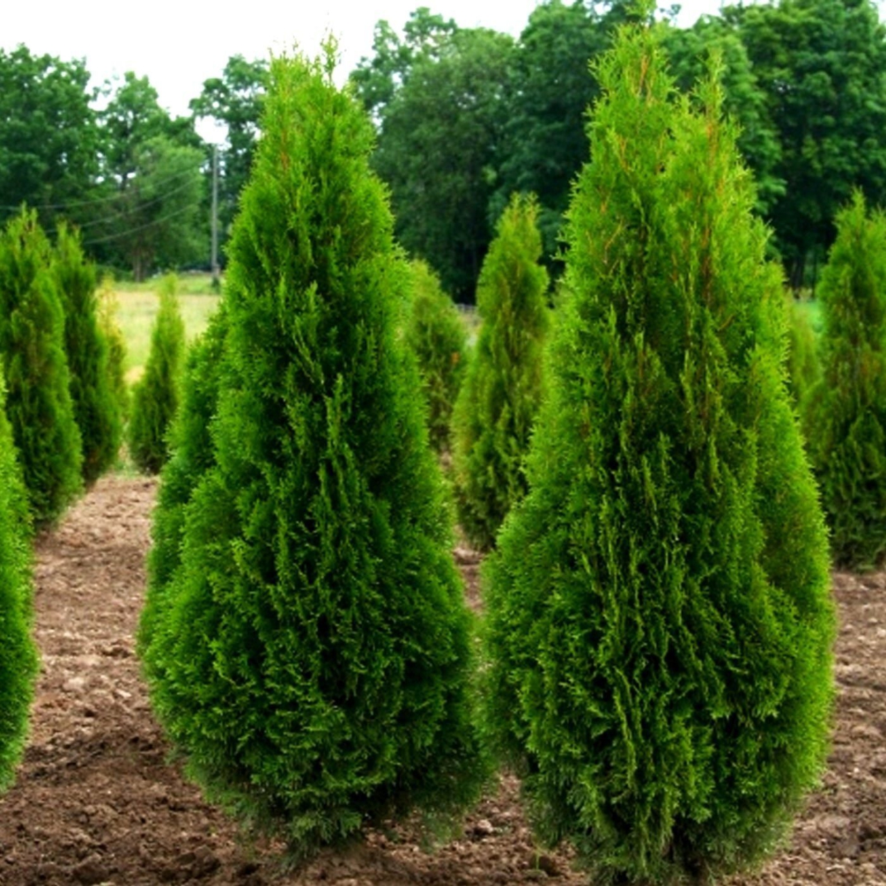 Какие деревья и кусты нельзя сажать возле дома, а какие - нужно