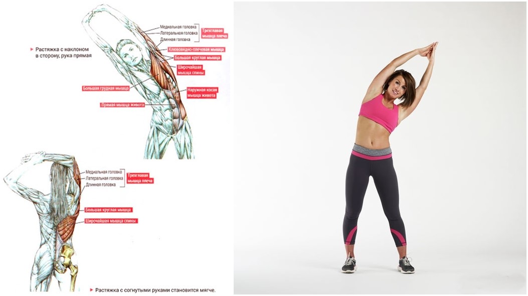 Как стать гибкой, как кошка. 5 простых упражнений для растяжки