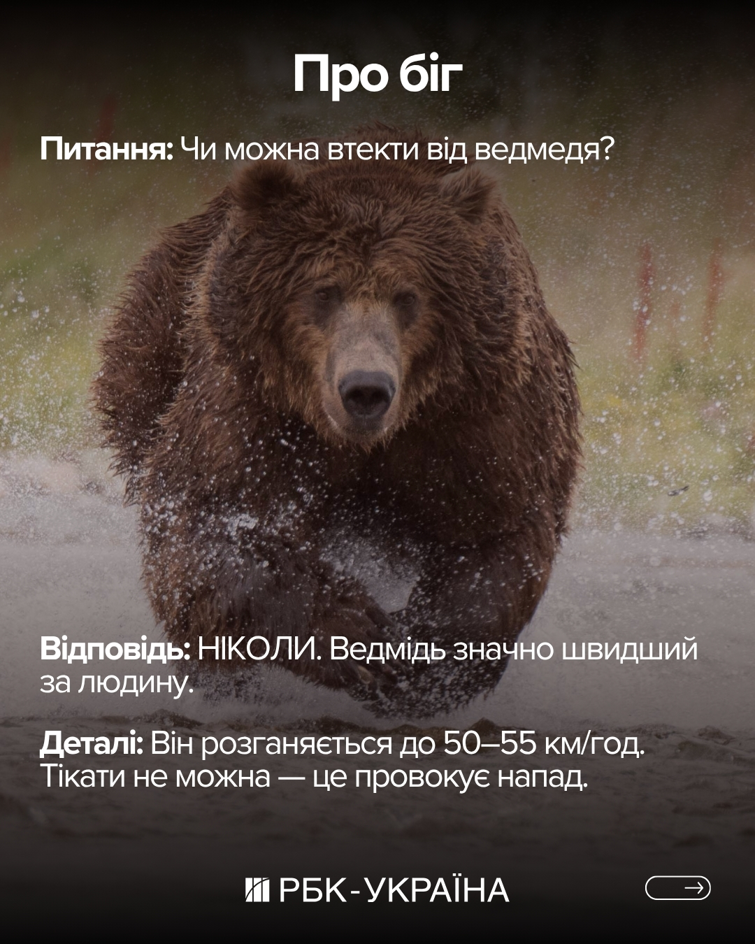 Правда или миф: 10 фактов о медведях, в которые мы верили с детства