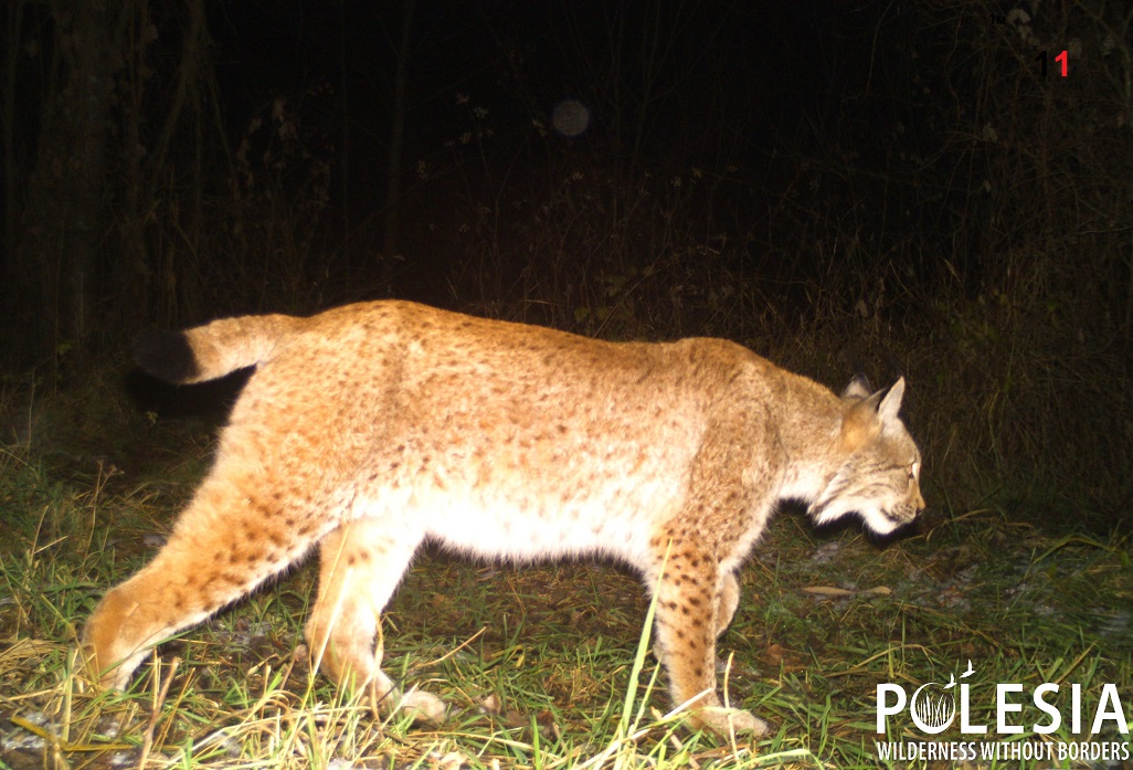 Від зони відчуження до зони відродження: думки фахівців з різних сфер про майбутнє Чорнобиля