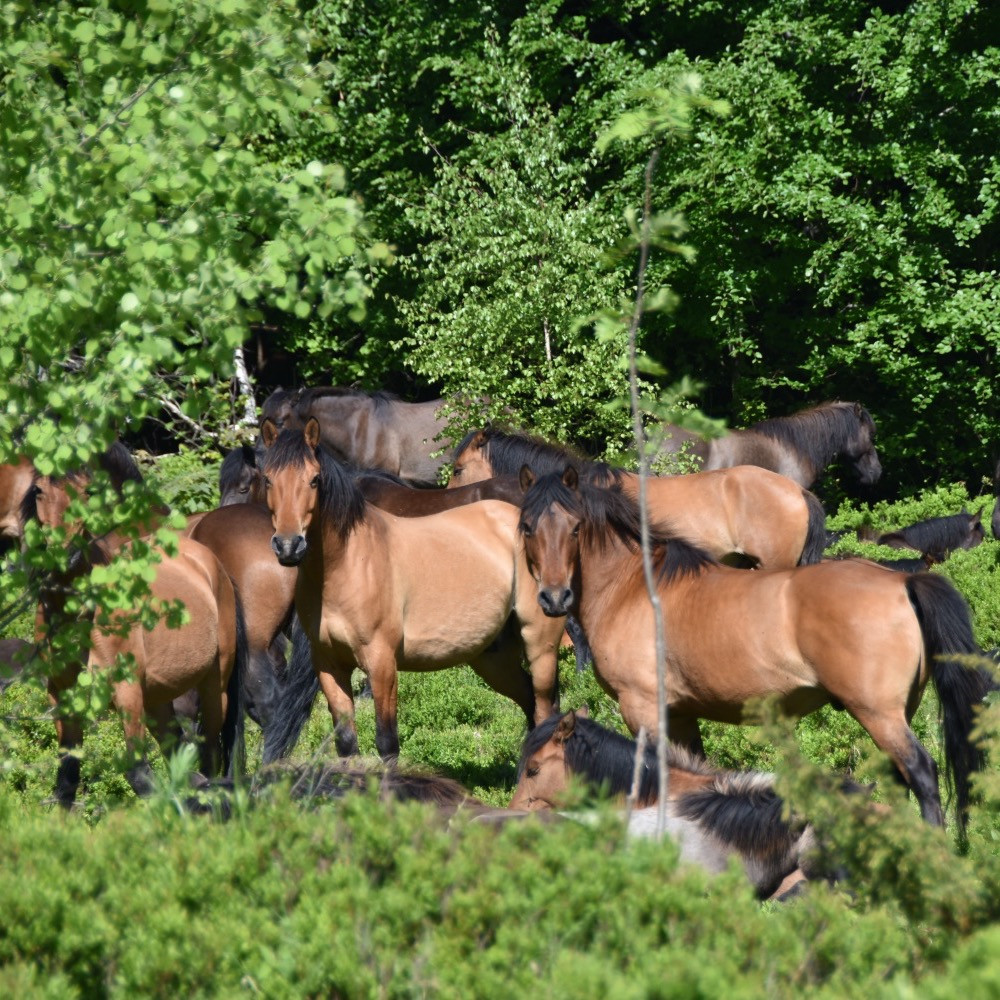 Уникальная локация. Почему стоит посетить самое маленькое село в горах Закарпатья