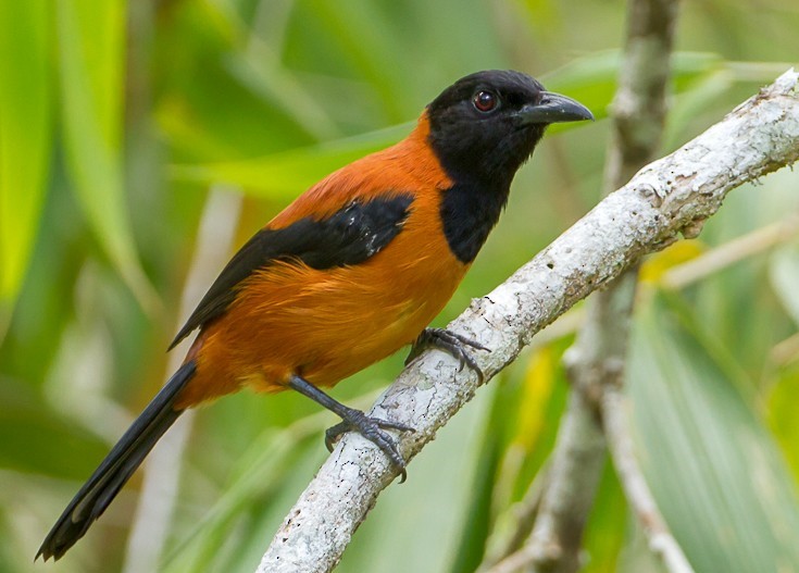 Ці факти не вкладаються в голові, але підтверджені науково: ви їх точно не знали