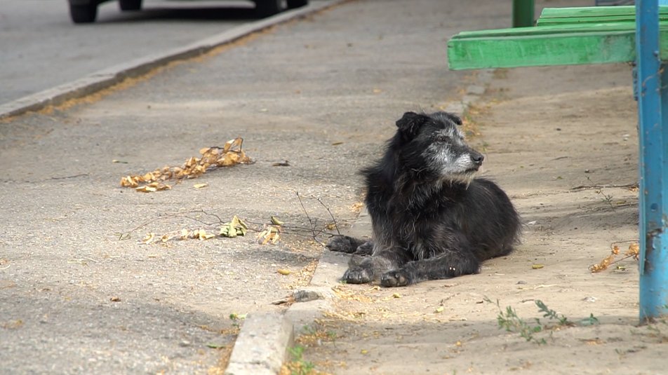 "Там розруха та руїни": волонтер у Запорізькій області годує сотні тварин, яких покинули люди