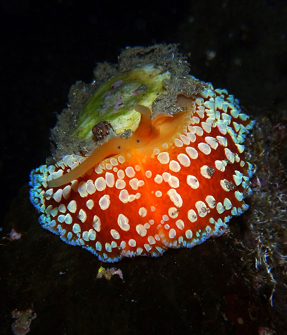 Найзубатіша істота в світі: і це не акула