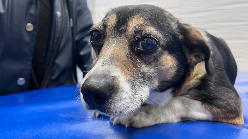 "За нею стоїть черга": в якому стані собака Ельза, яка лежала на руїнах будинку