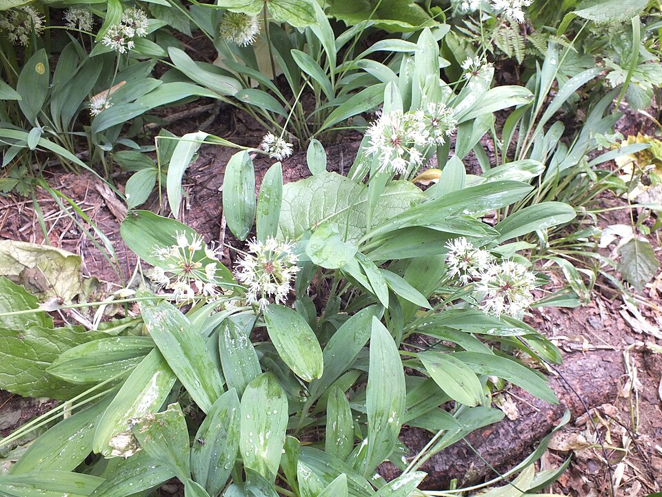 Это спасет вас от отравления: как не купить "двойника" черемши