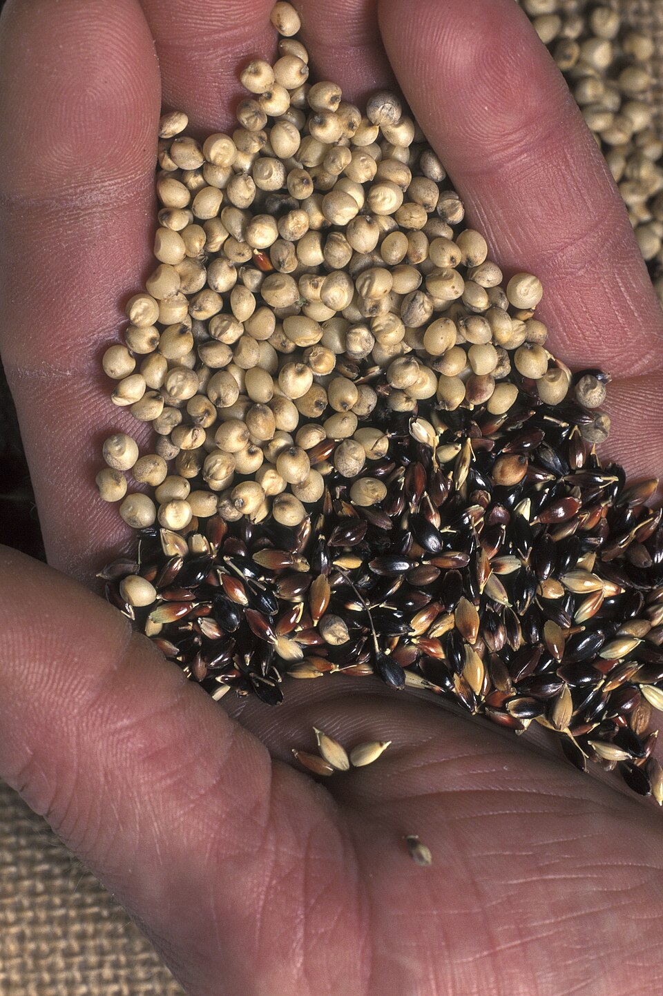 Ця крупа - справжній скарб для здоров'я: не всі про неї знають