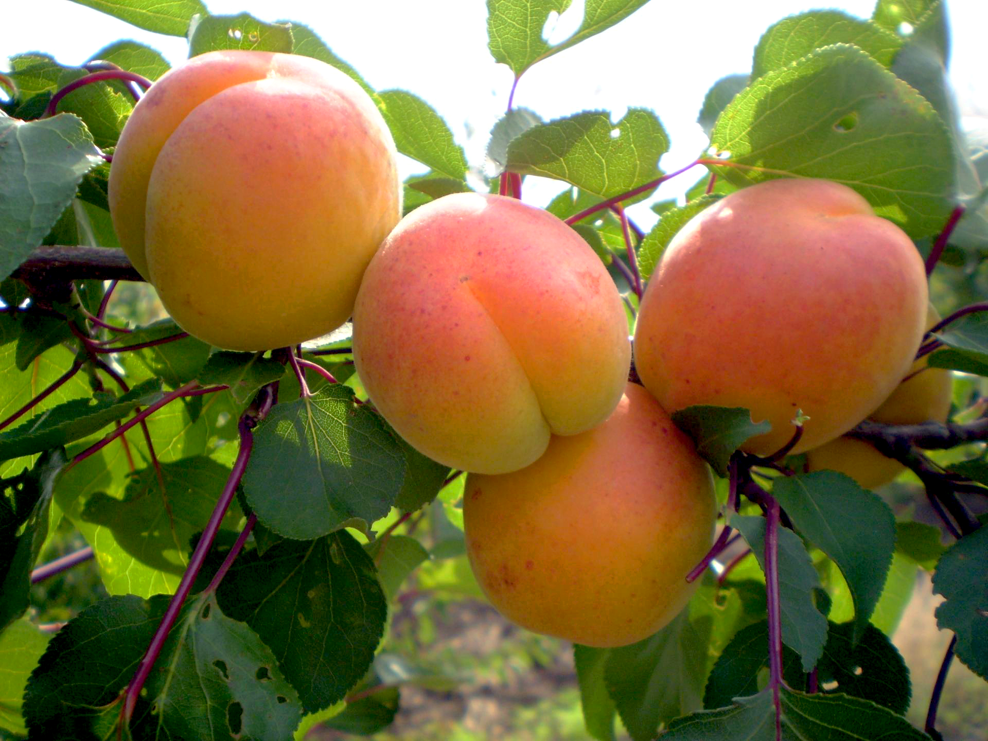 Які абрикоси краще купувати: 4 найсмачніші сорти, які підійдуть для всього