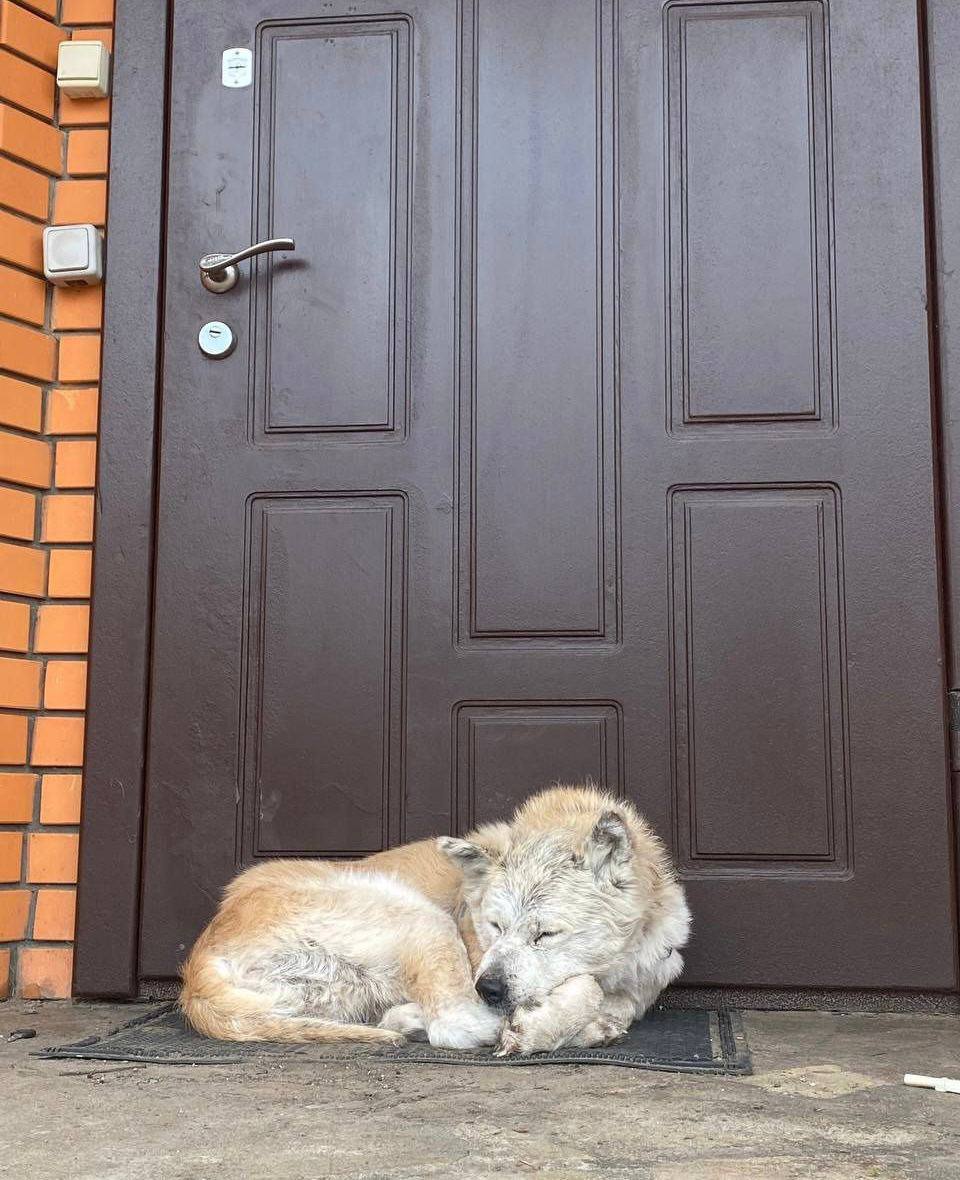 Верный пес месяц ждет погибшую хозяйку под Киевом: фото, которые пробирают до слез