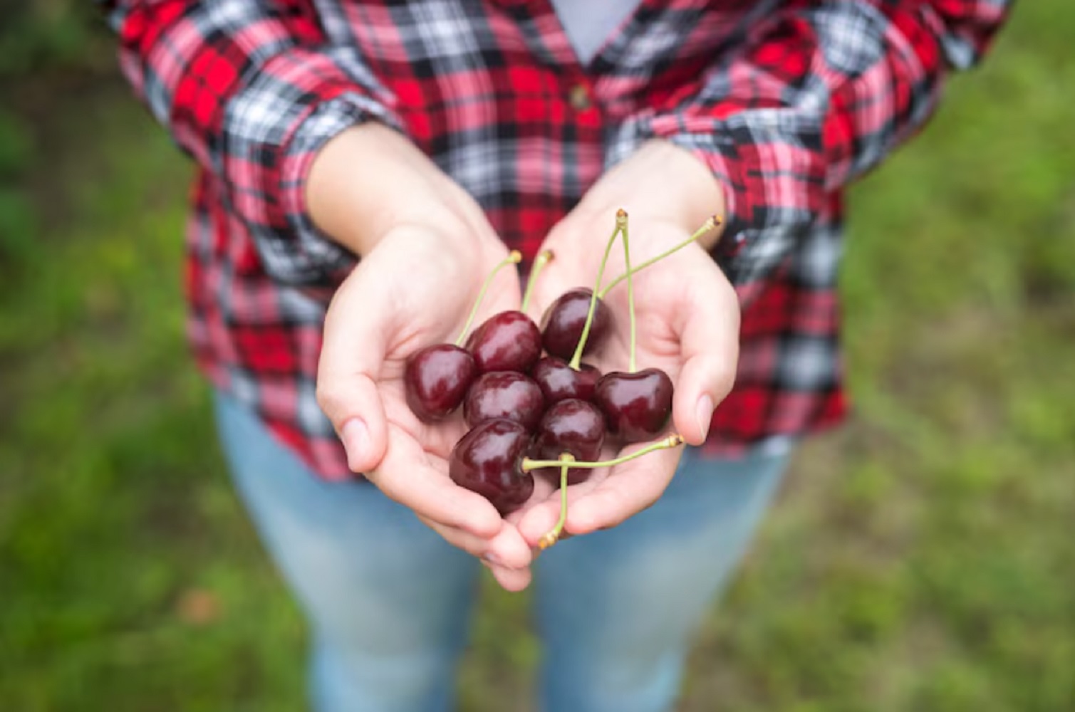 Як позбутися черв’яків у черешні: три перевірені способи
