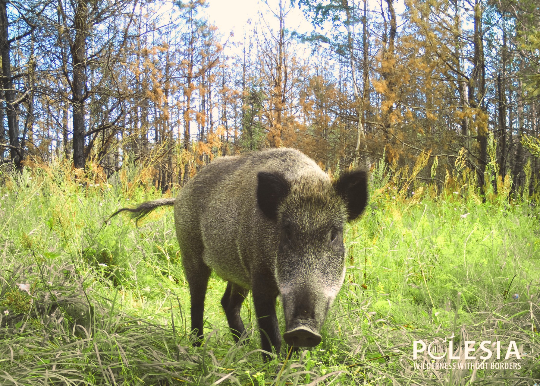 Від зони відчуження до зони відродження: думки фахівців з різних сфер про майбутнє Чорнобиля