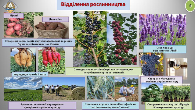 Мірамі і Джавеліна. Українські аграрії створили два нові сорти картоплі (фото)