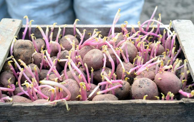 Можно ли есть проросший картофель? Появился окончательный ответ