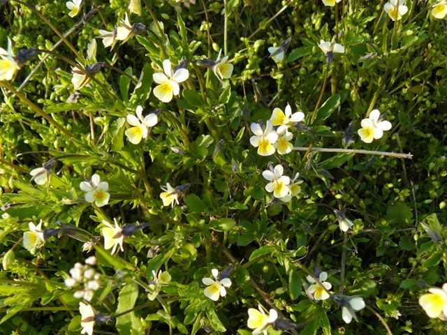 Не виривайте їх! Ці бур'яни вказують на родючість ґрунту