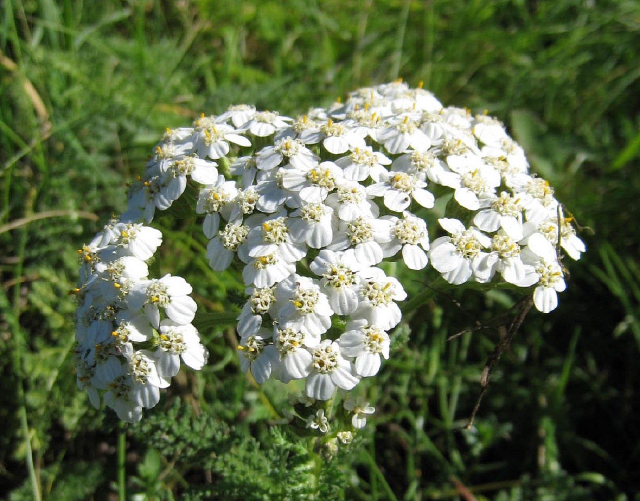 Маковея 2022: как правильно собрать букет-оберег, чтобы защитить дом на целый год