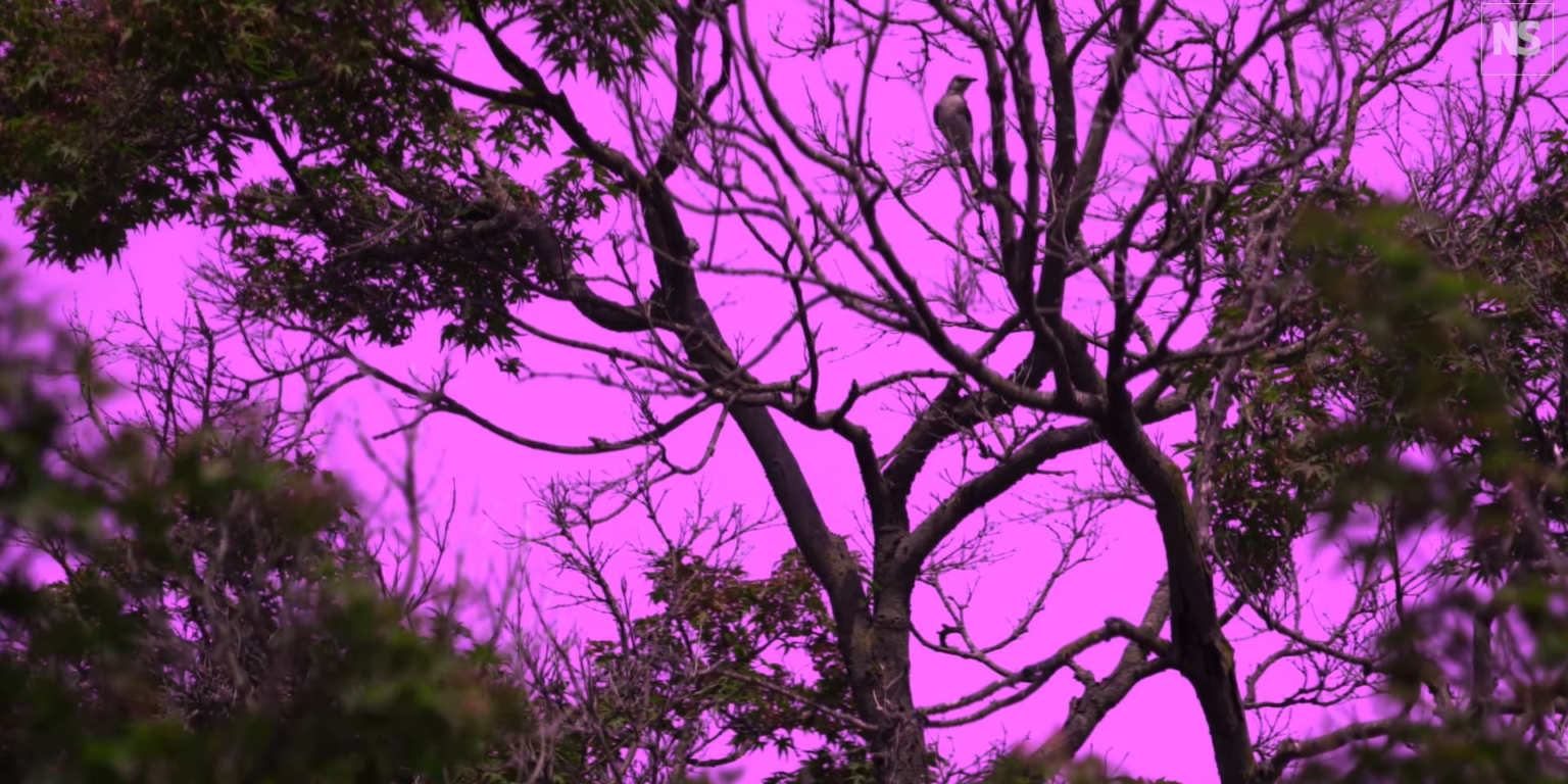 Зоологи показали, в каких цветах животные видят наш мир (видео)