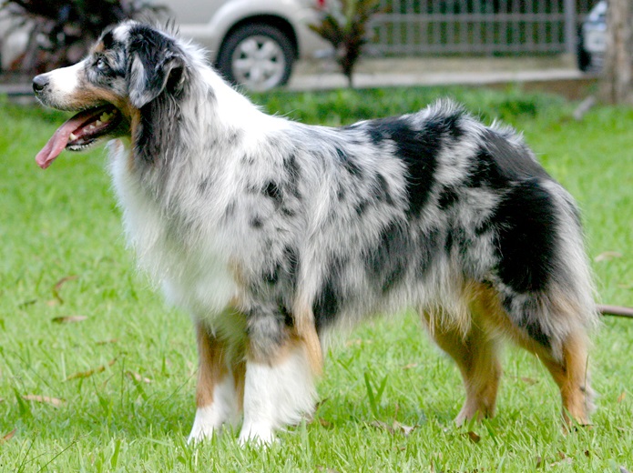 Ці 10 порід собак вважаються найрозумніші у світі: фото і опис