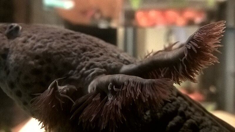 Ви точно цього не знали: хто такий аксолотль насправді та чому його майбутнє під загрозою