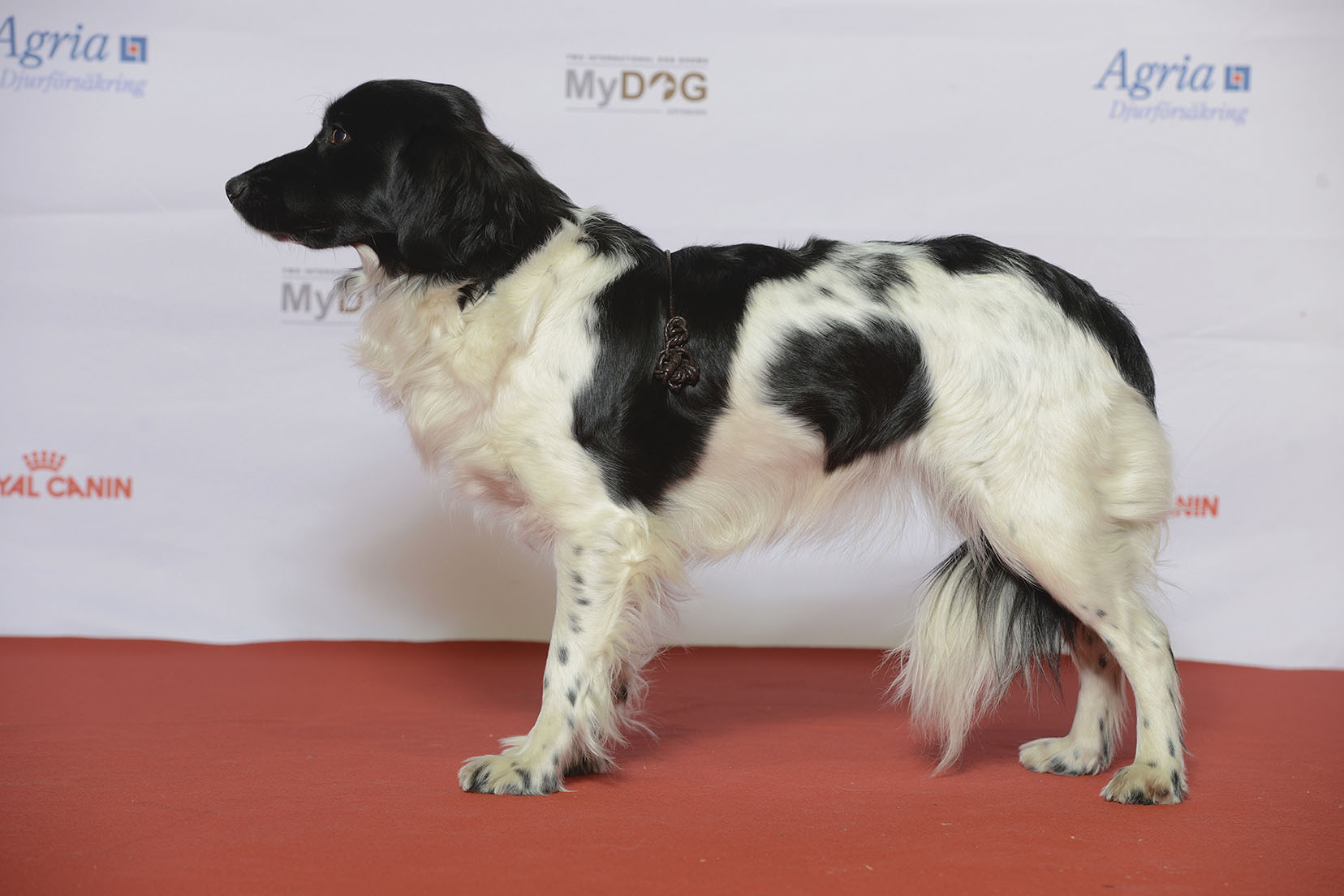 10 найрідкісніших порід собак у світі: навіть не всі кінологи знають про такі