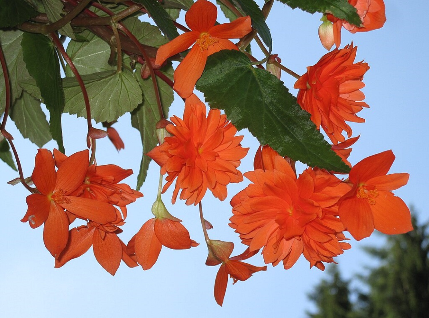 Які квіти посадити на балконі, щоб він став найгарнішим у будинку