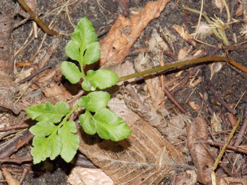 На Трухановому острові знайшли найрідкіснішу рослину Києва, якій мільйони років (фото)