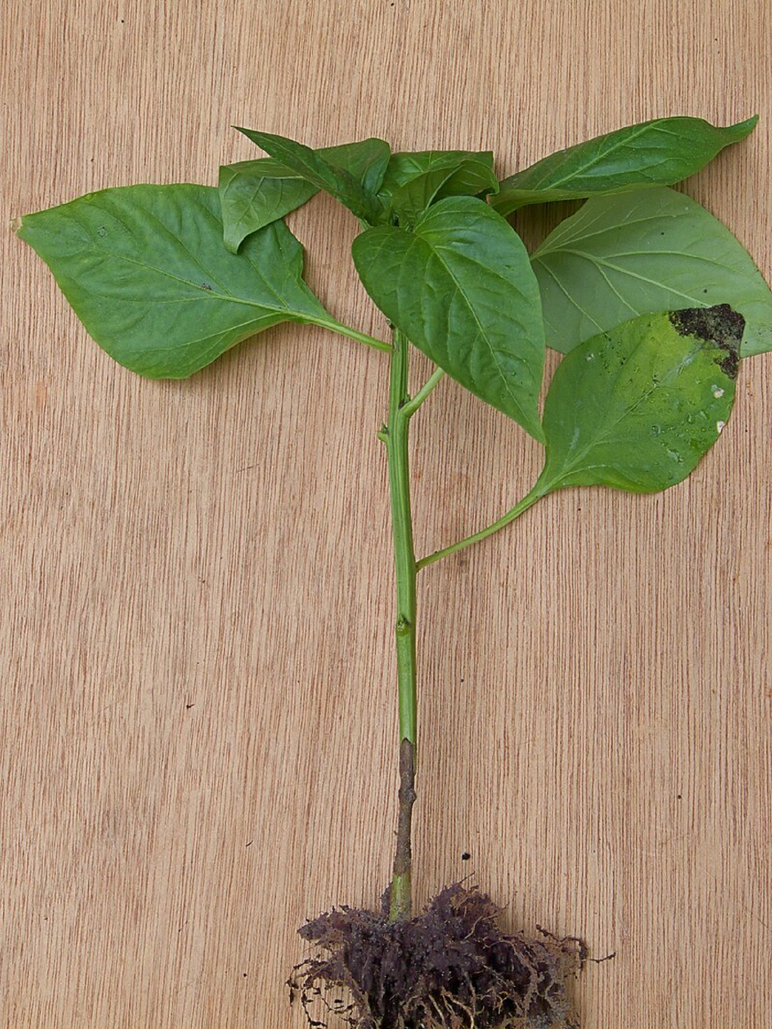 Ці ознаки має знати кожен городник: чим хворіє розсада та як розпізнати проблеми