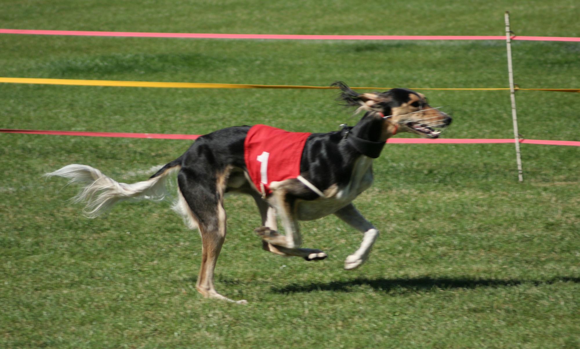 Так виглядає найшвидший собака у світі, який розганяється до 70 км/год