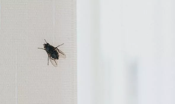 Этот способ поможет избавиться от надоедливых мух в доме