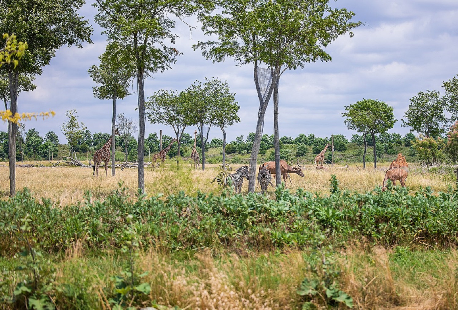 Топ-5 найбільших зоопарків, які здивують своїми мешканцями