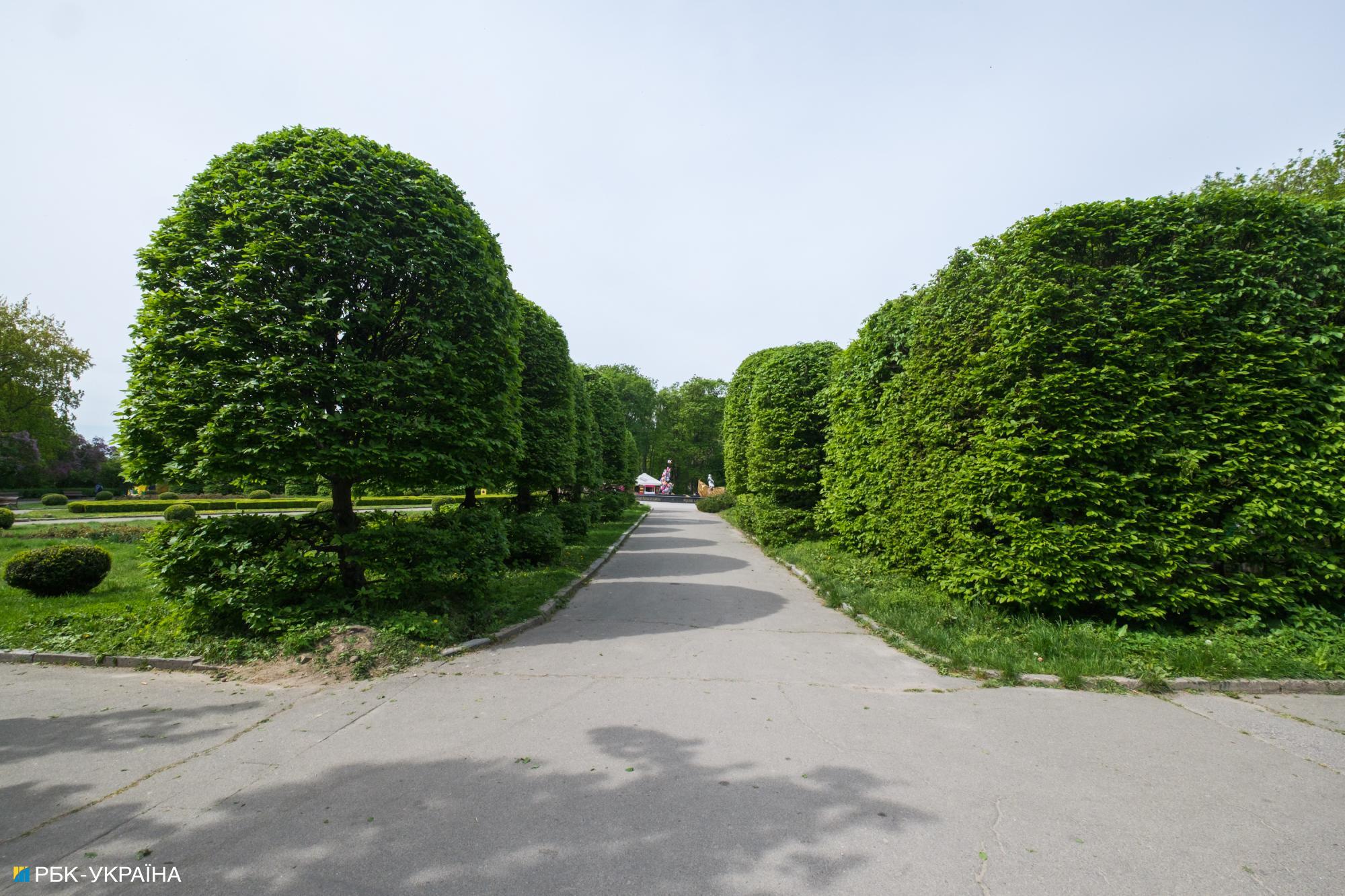 Бузок старіє, а кедр стане новим символом Києва, - Микола Шумик, Ботсад ім. Гришка