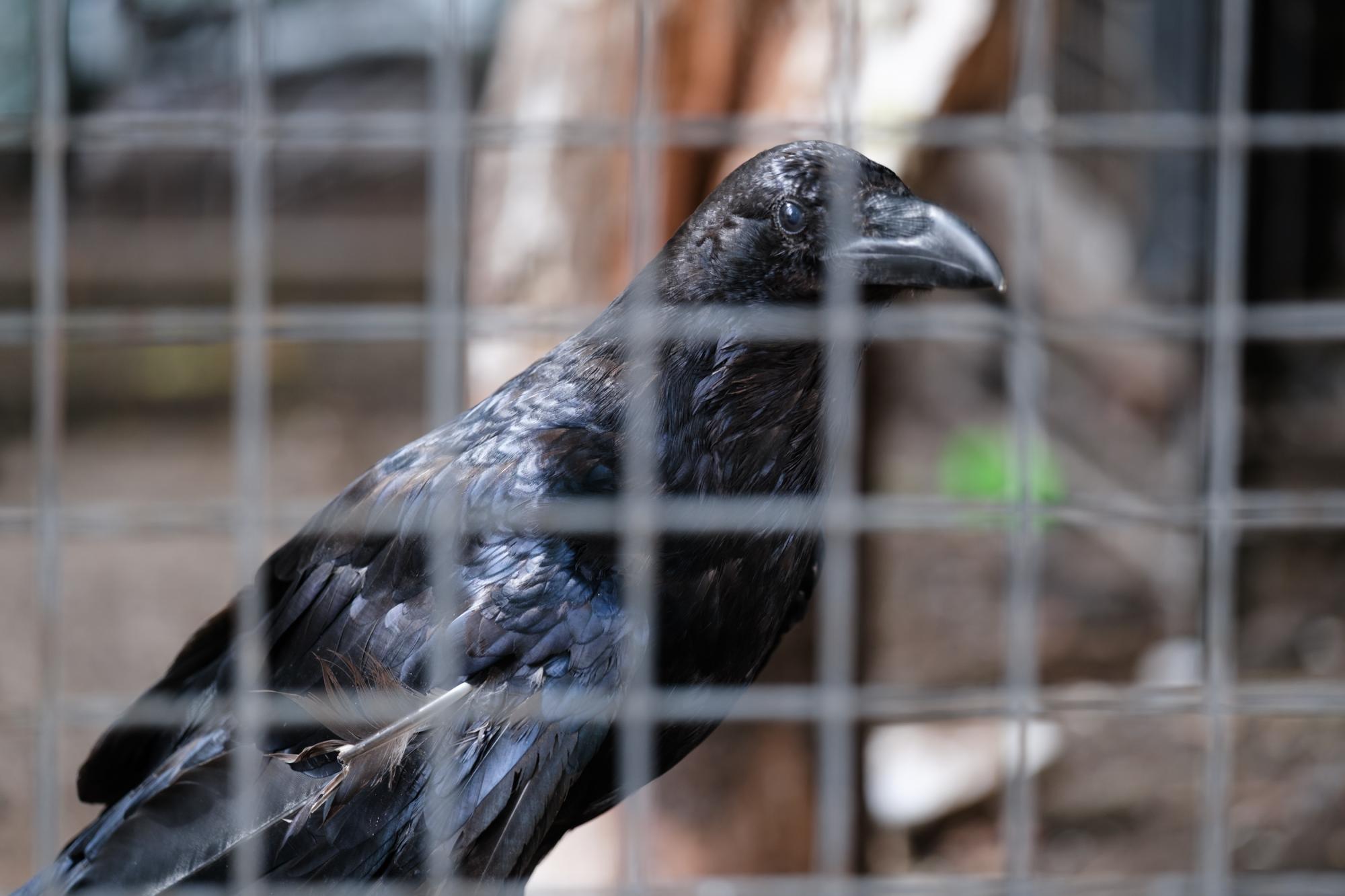 Чому Київ через СРСР став схожим на Буенос-Айрес, а не на Прагу – інтерв’ю з краєзнавцем