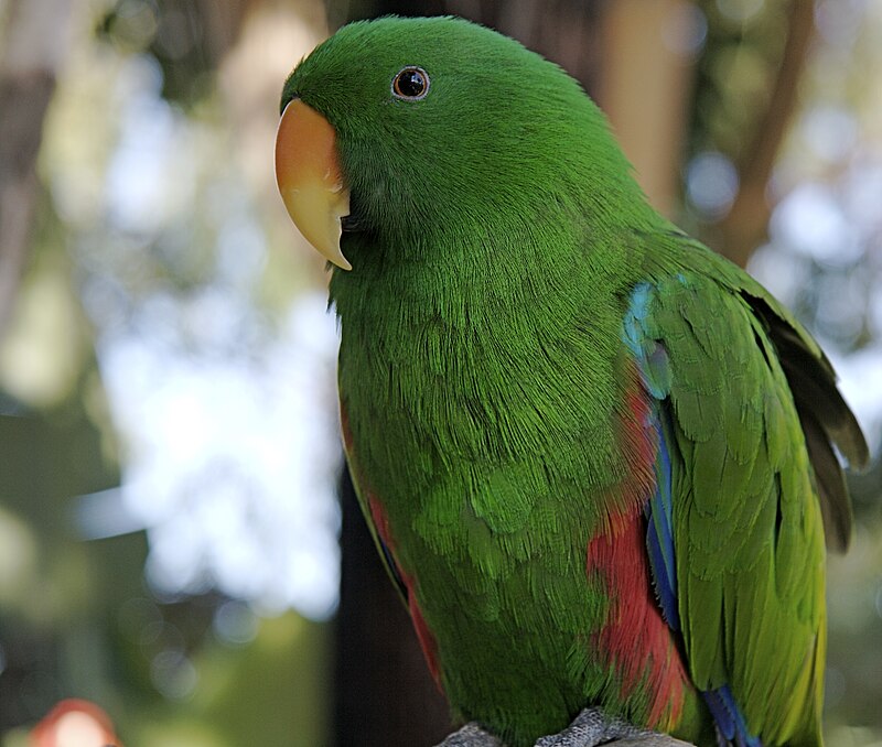 Топ-7 птиц, которые станут вашими лучшими друзьями