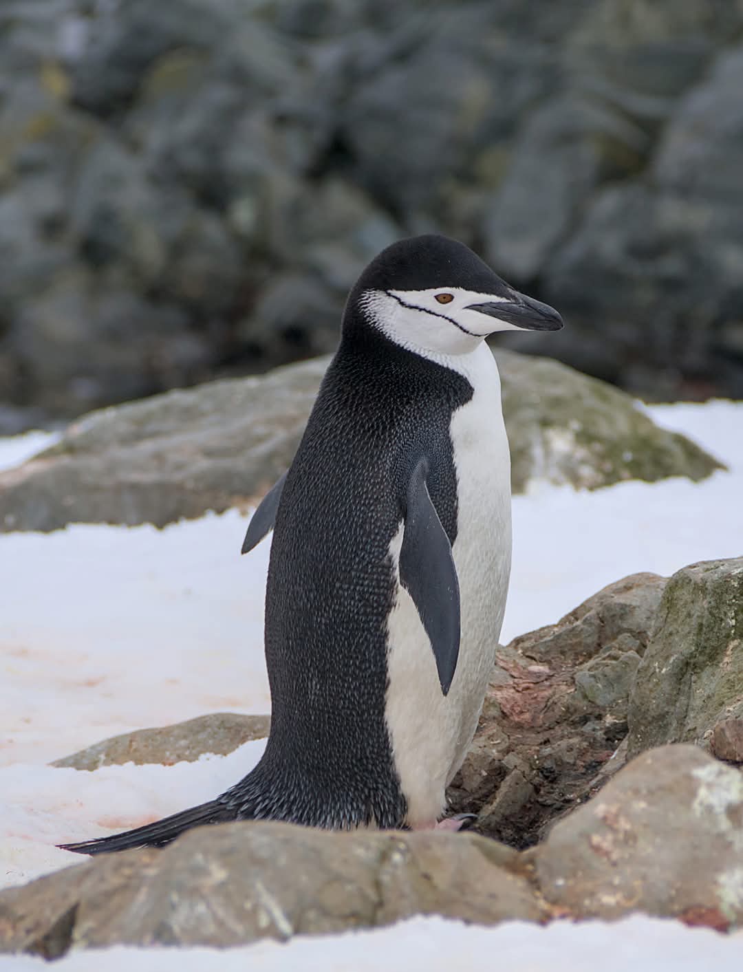 На "Академік Вернадський" прийшов пінгвін-поліцейський: що він робив (фото)