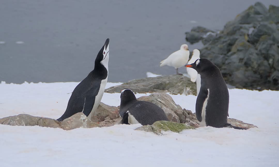 На "Академік Вернадський" прийшов пінгвін-поліцейський: що він робив (фото)