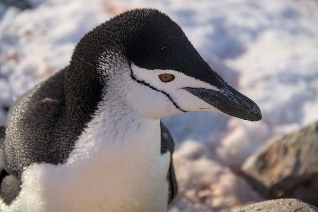 На "Академік Вернадський" прийшов пінгвін-поліцейський: що він робив (фото)